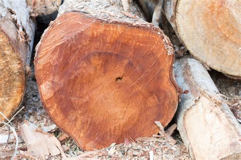Rote Holzarten » Diese Sorten sind rötlich .